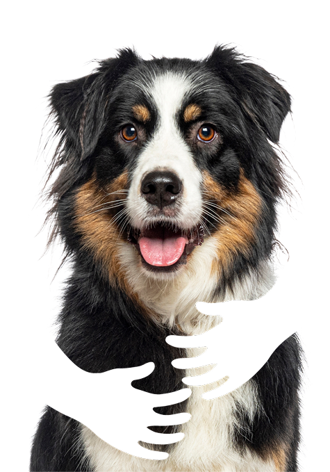 Perro feliz